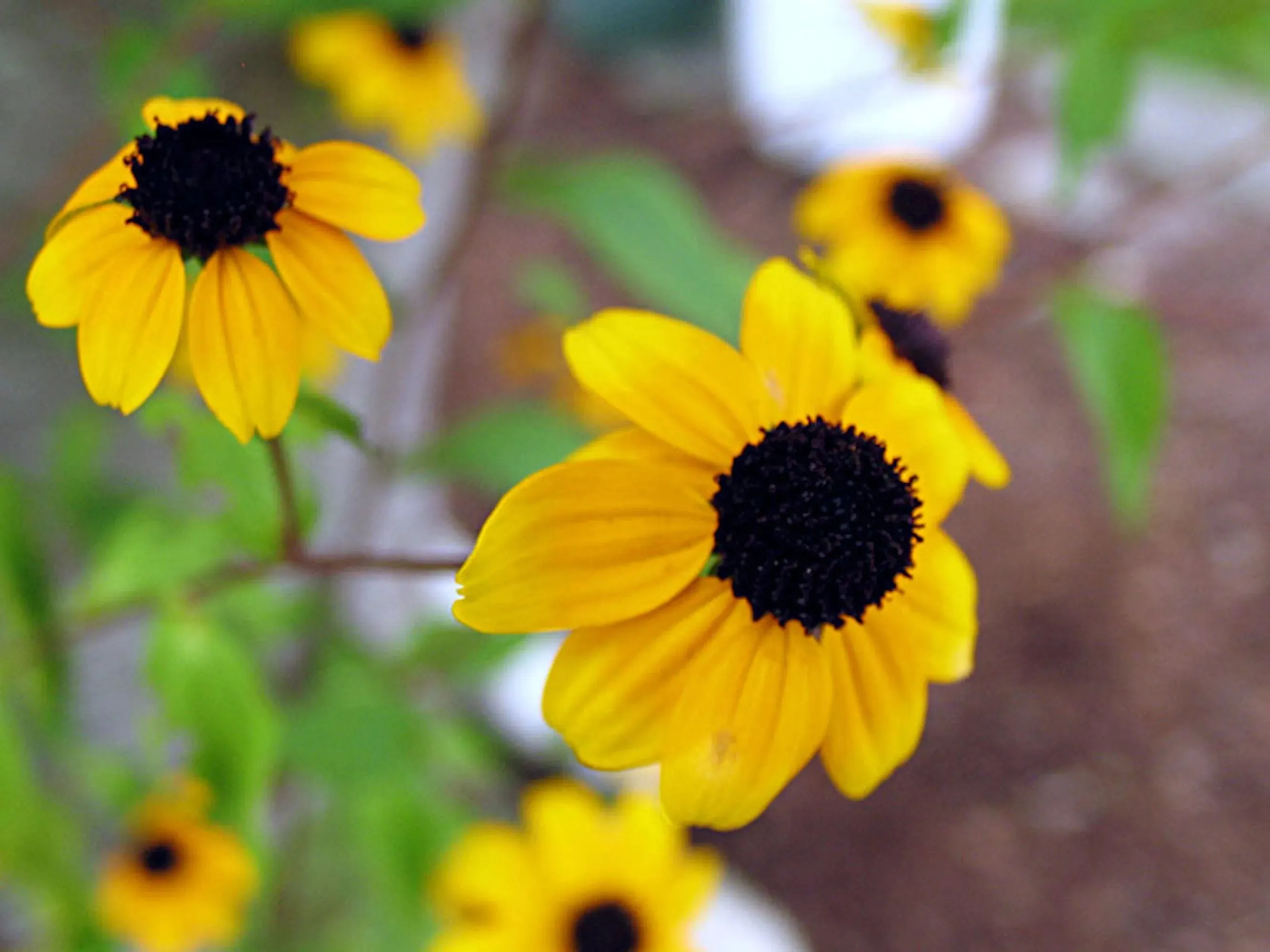 Silver brooch | Sunflower | Half moon